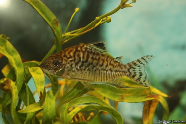 Corydoras reticulatus