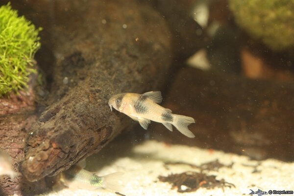 Corydoras weitzmani