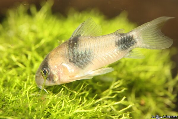 Corydoras weitzmani