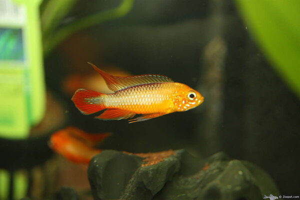 Apistogramma agassizzii "Fire red"