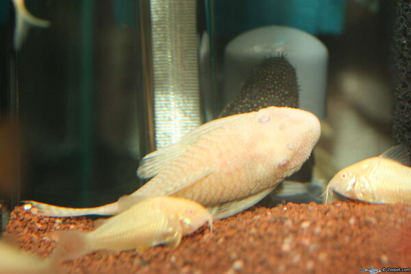 Albino Ancistrus