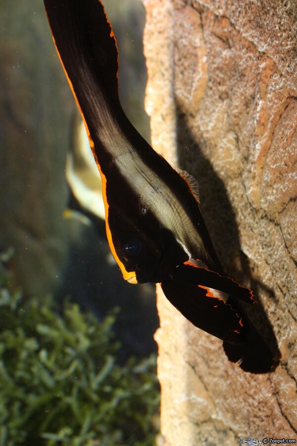 Batfish