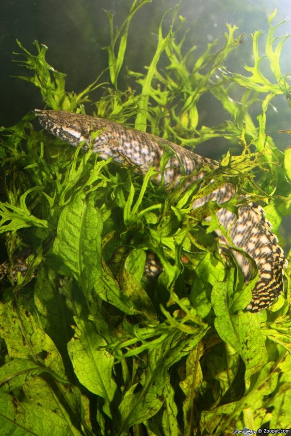 Polypterus ornatipinnis