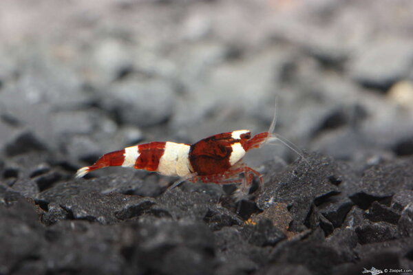 Ruby Red (Chrystalräka)