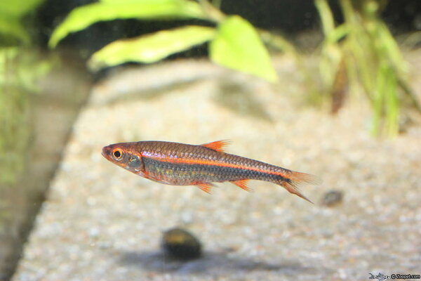 P.javanicus?