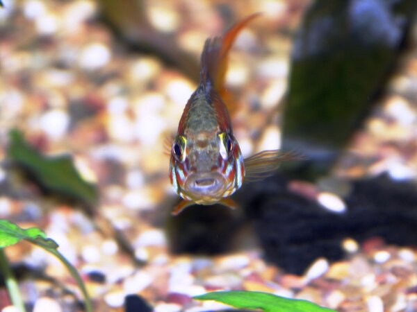 Apistogramma viejita