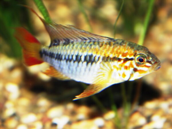 Apistogramma viejita