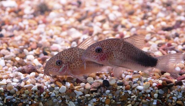 Corydoras similis