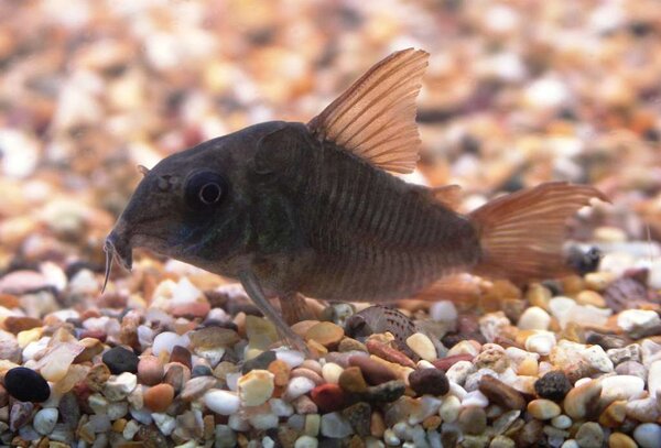 Corydoras concolor