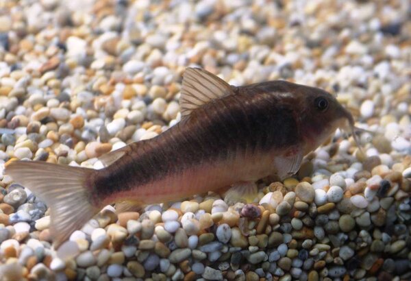 Corydoras schultzei