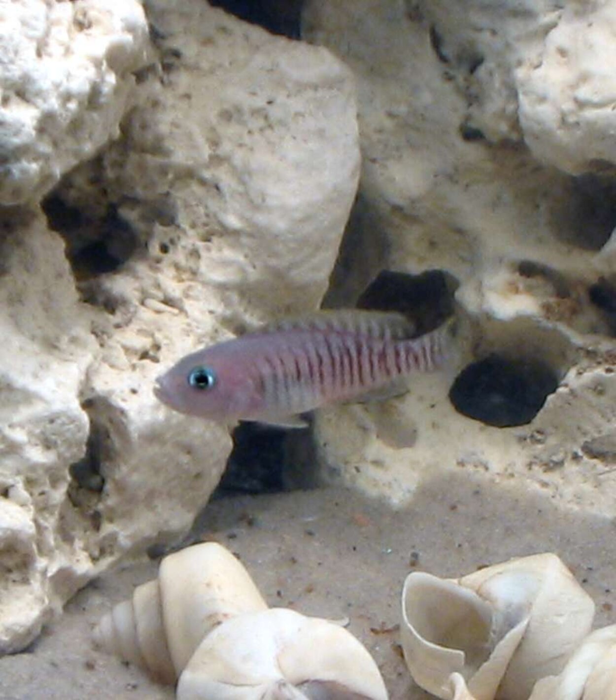 Lamprologus multifasciatus