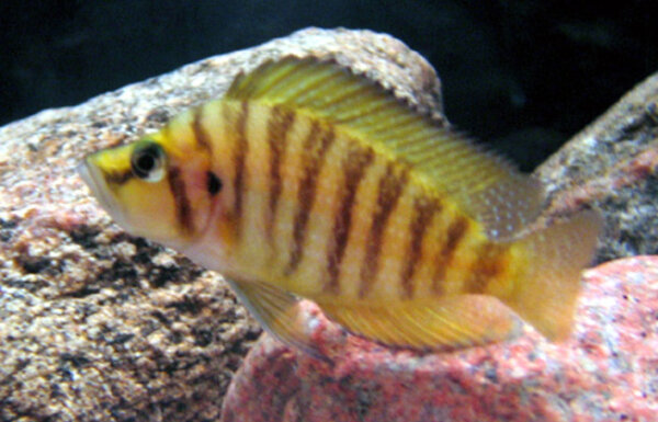 Altolamprologus compressiceps