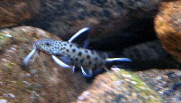 synodontis petricola