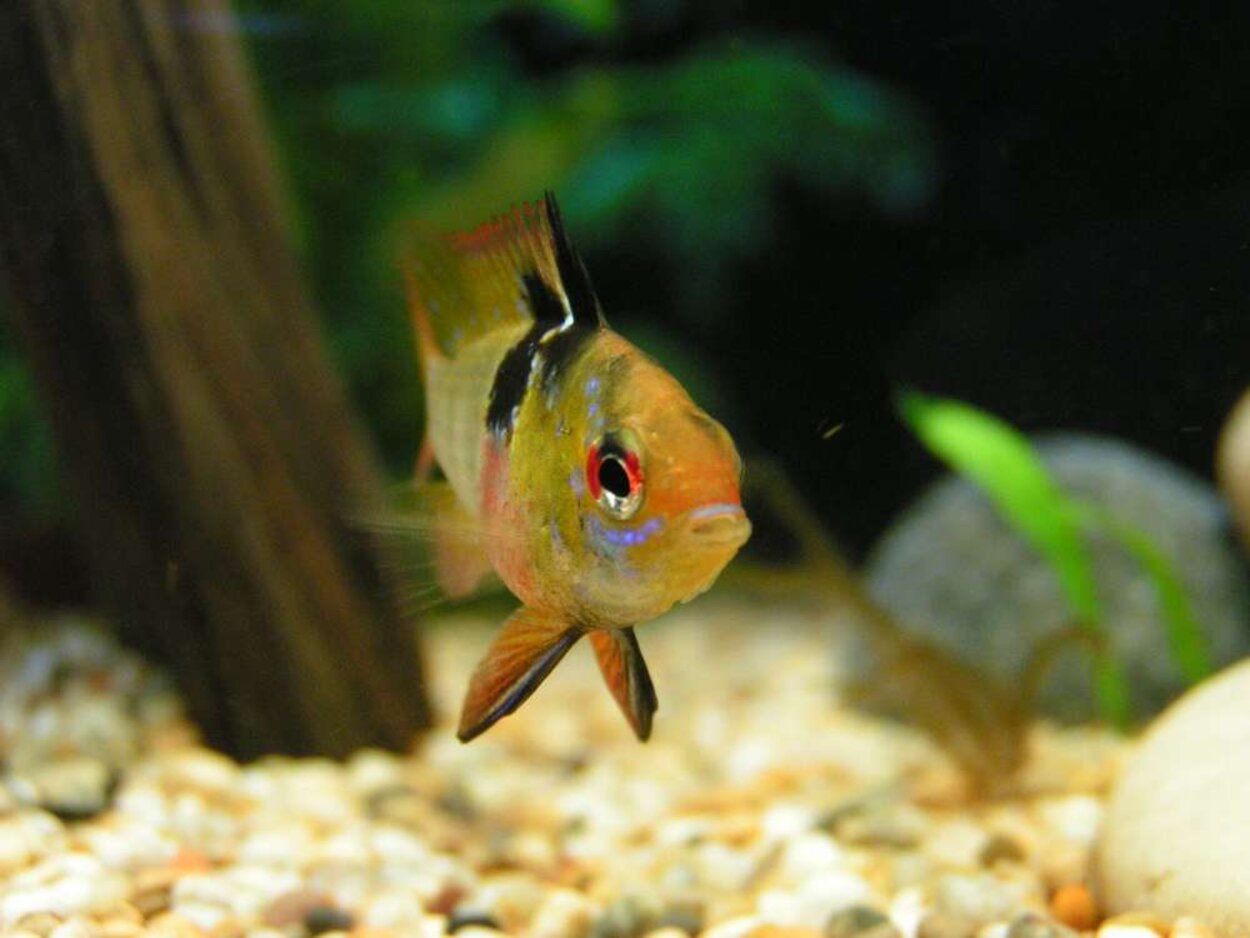 Mikrogeophagus ramirezi