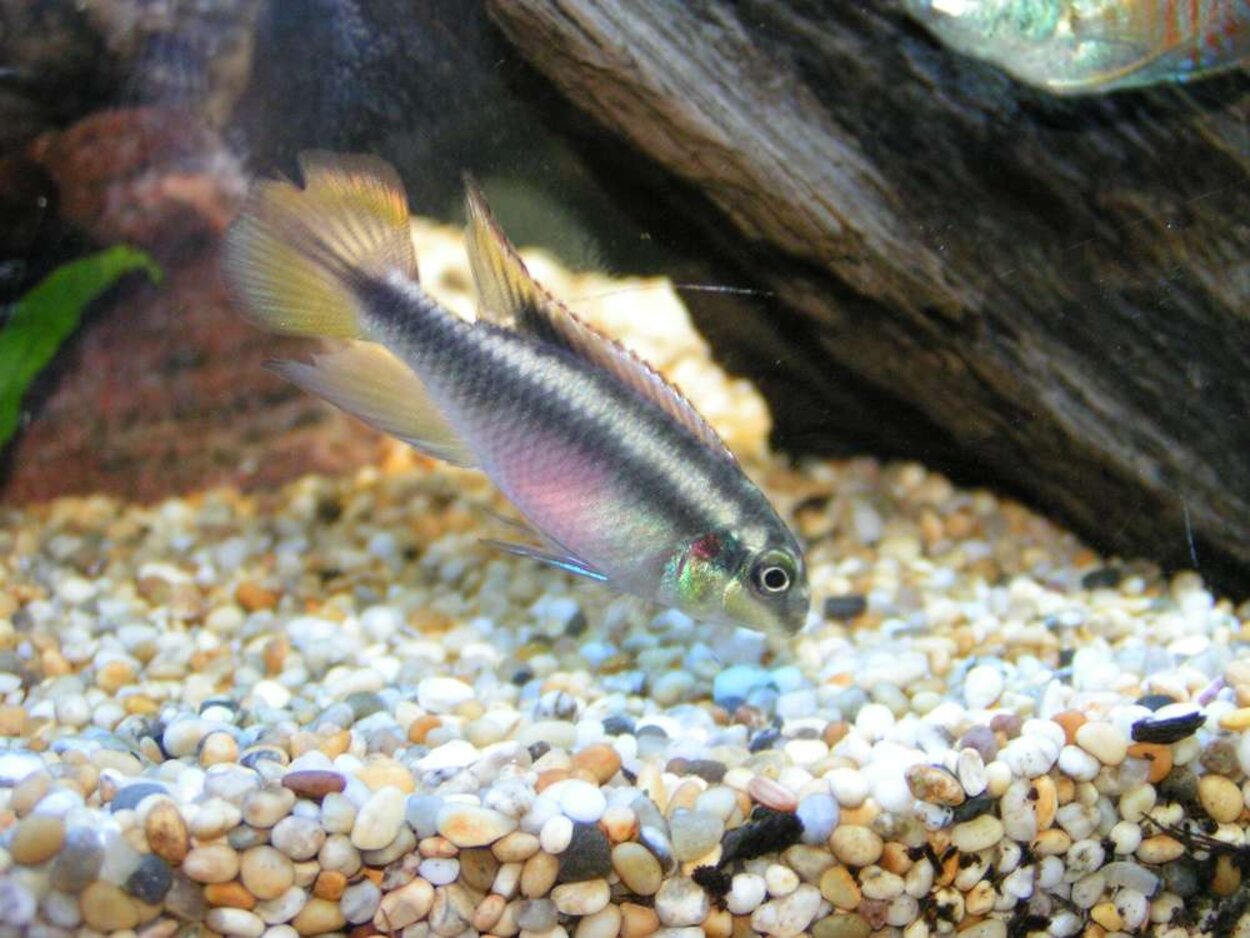 Pelvicachromis pulcher