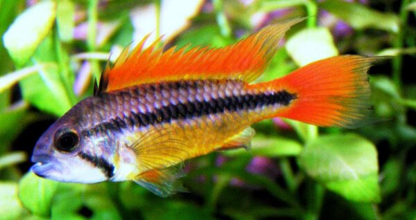 Apistogramma cacatuoides - Kakadua ciklid