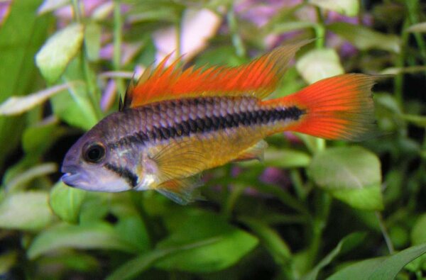 Apistogramma cacatuoides - Kakadua ciklid