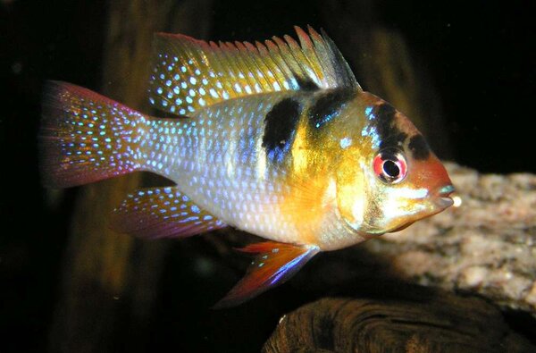 Mikrogeophagus ramirezi - Fjärilsciklid