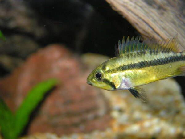 Apistogramma cacatuoides - Kakadua ciklid