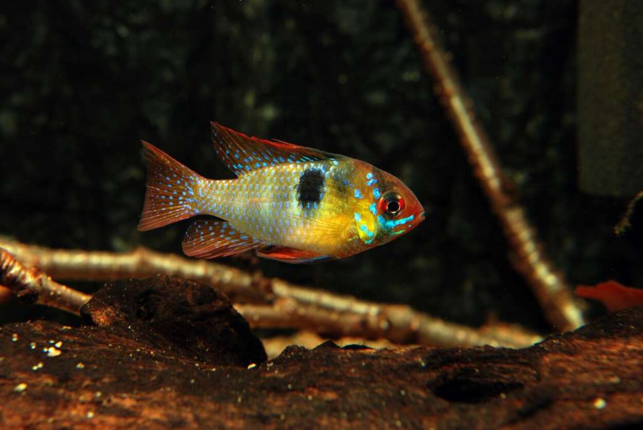 Fjärilsciklid -  Mikrogeophagus ramirezi