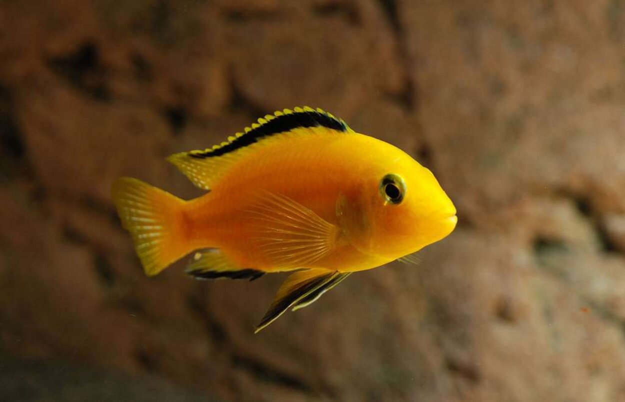 Labidochromis caeruleus