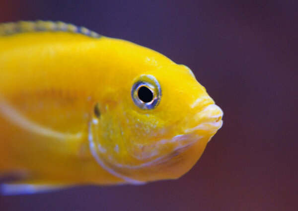 Labidochromis caeruleus