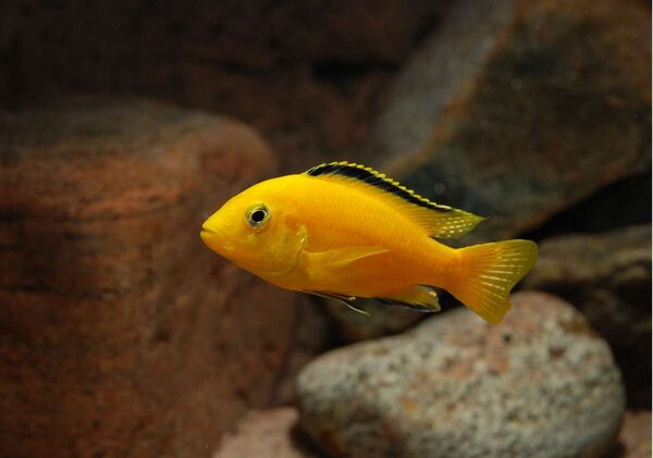 Labidochromis caeruleus