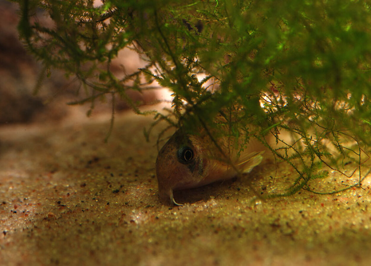 Corydoras Panda under mossa