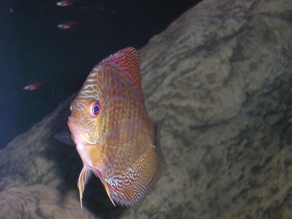 Discus