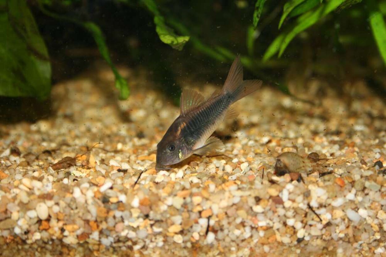 en av mina mystiska Corydoras