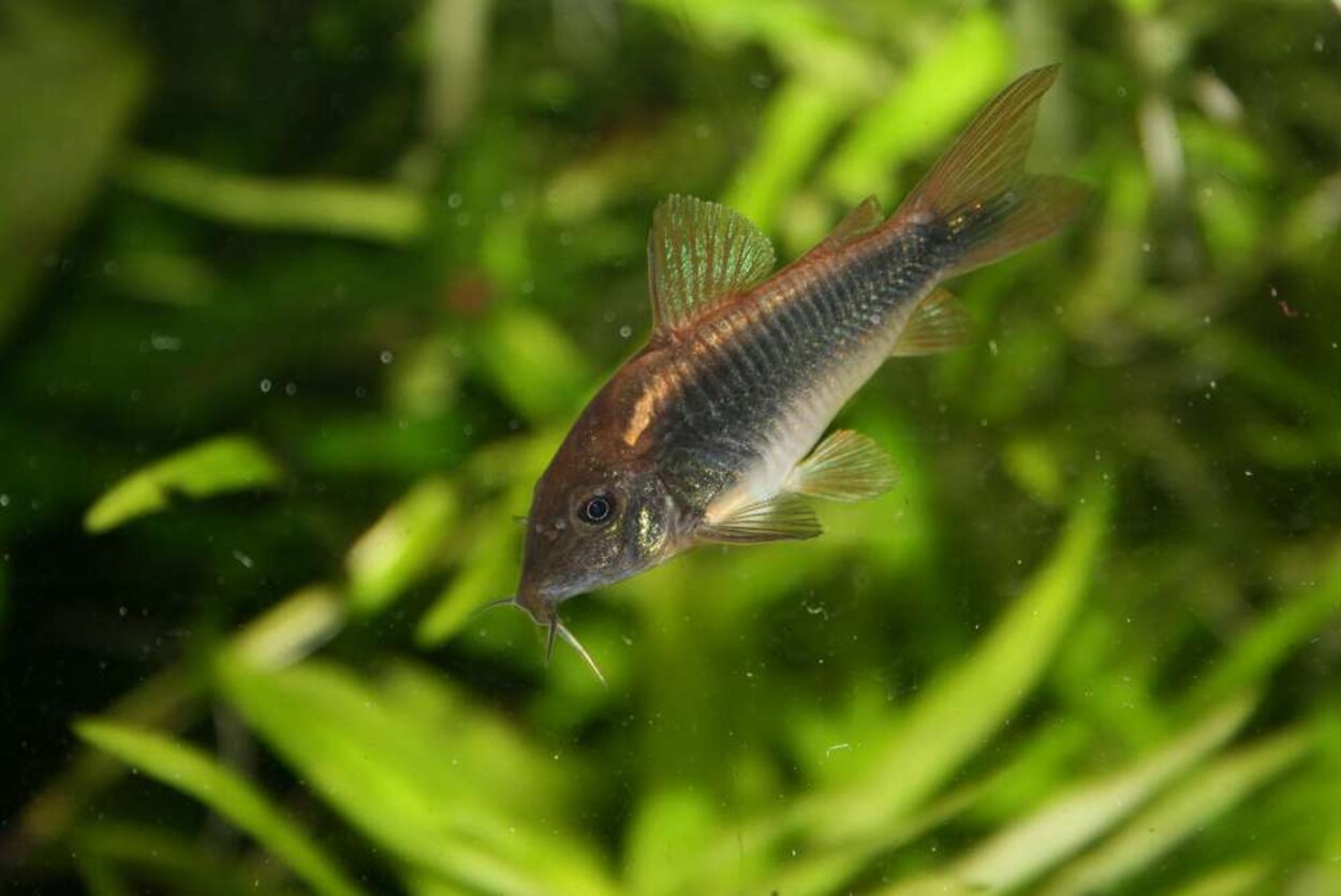 Corydoras