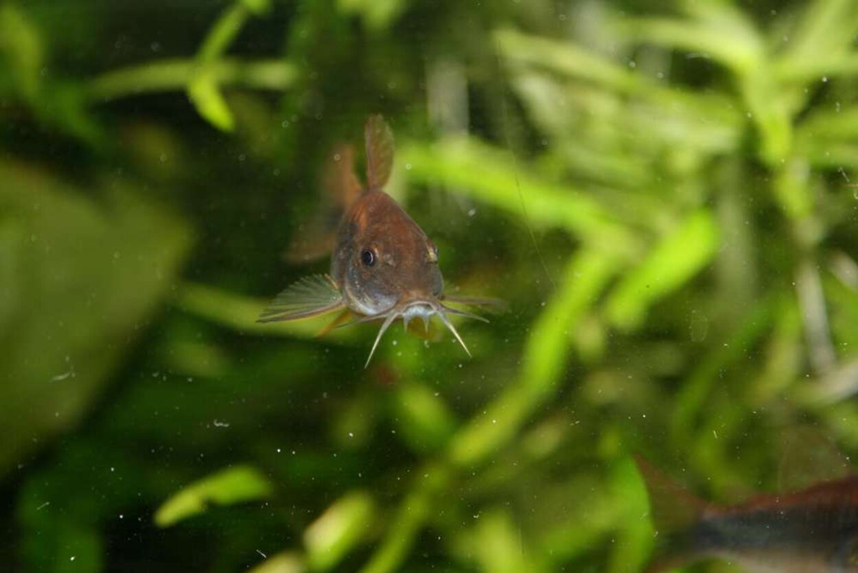 Corydoras