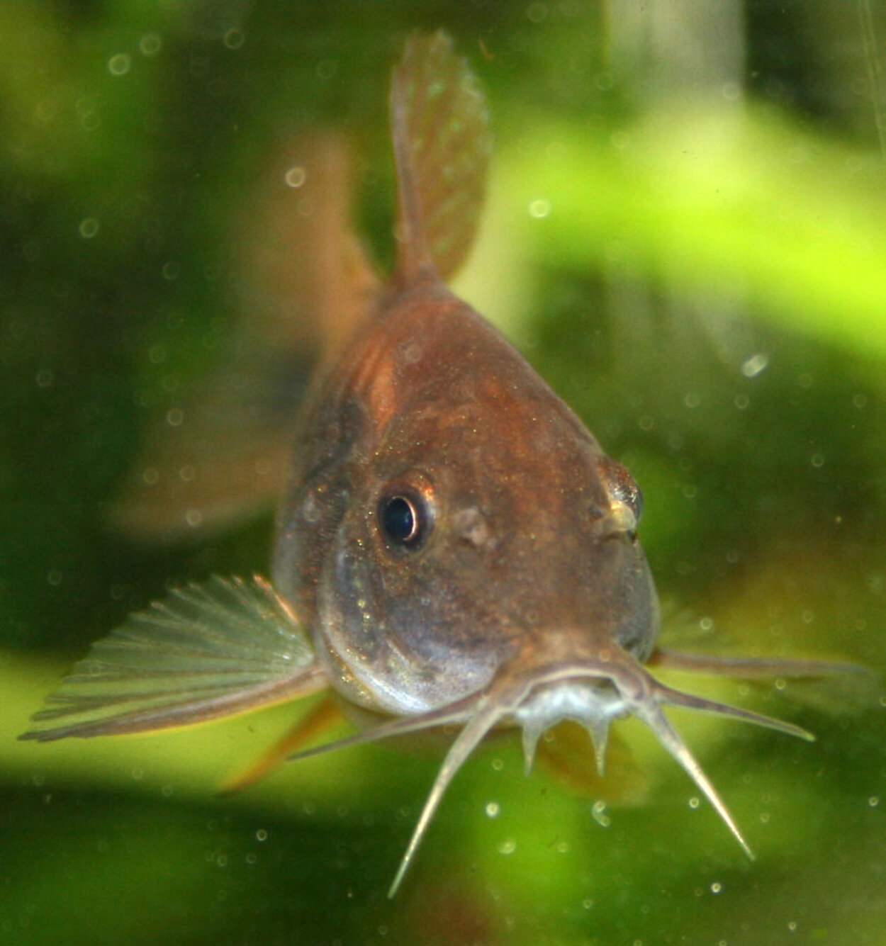 Corydoras