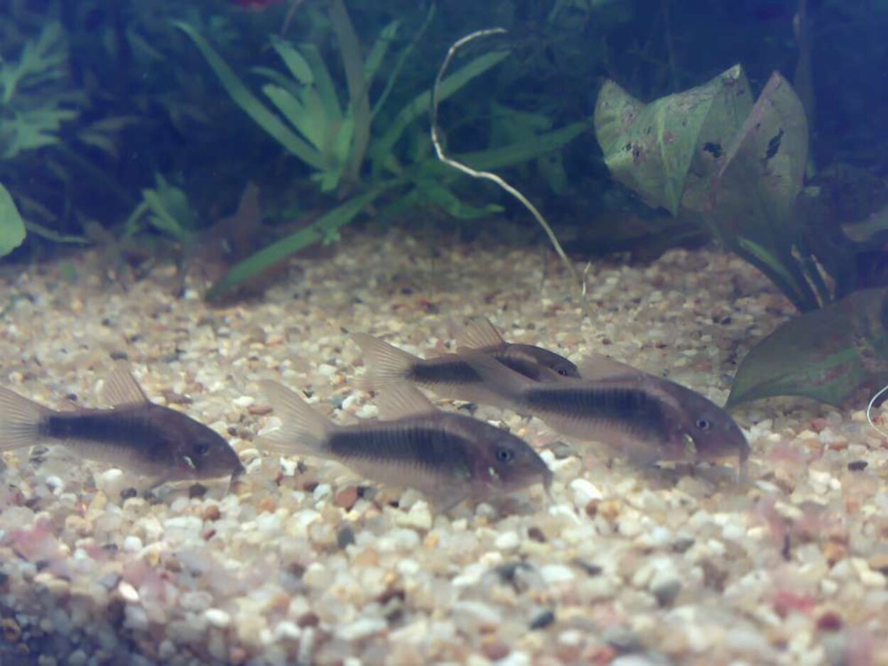 Knasmätta Corydoras elegans