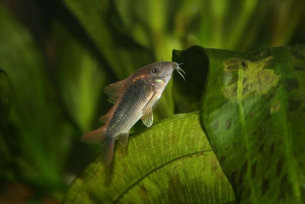 Corydoras ute och simmar