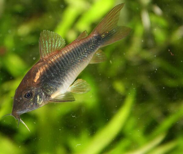 Corydoras