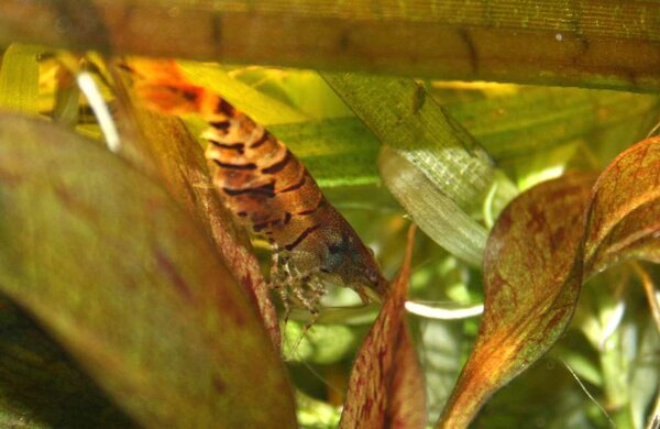 tigerräka, dvärg och gravid