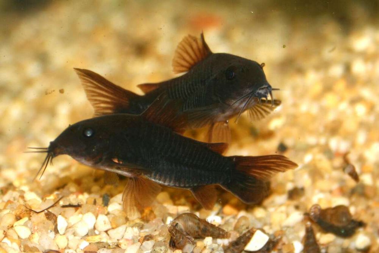 Corydoras sp" Venezuela black"