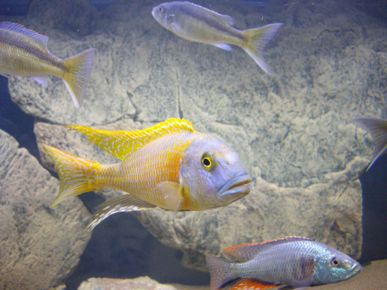 Buccochromis rhoadesii