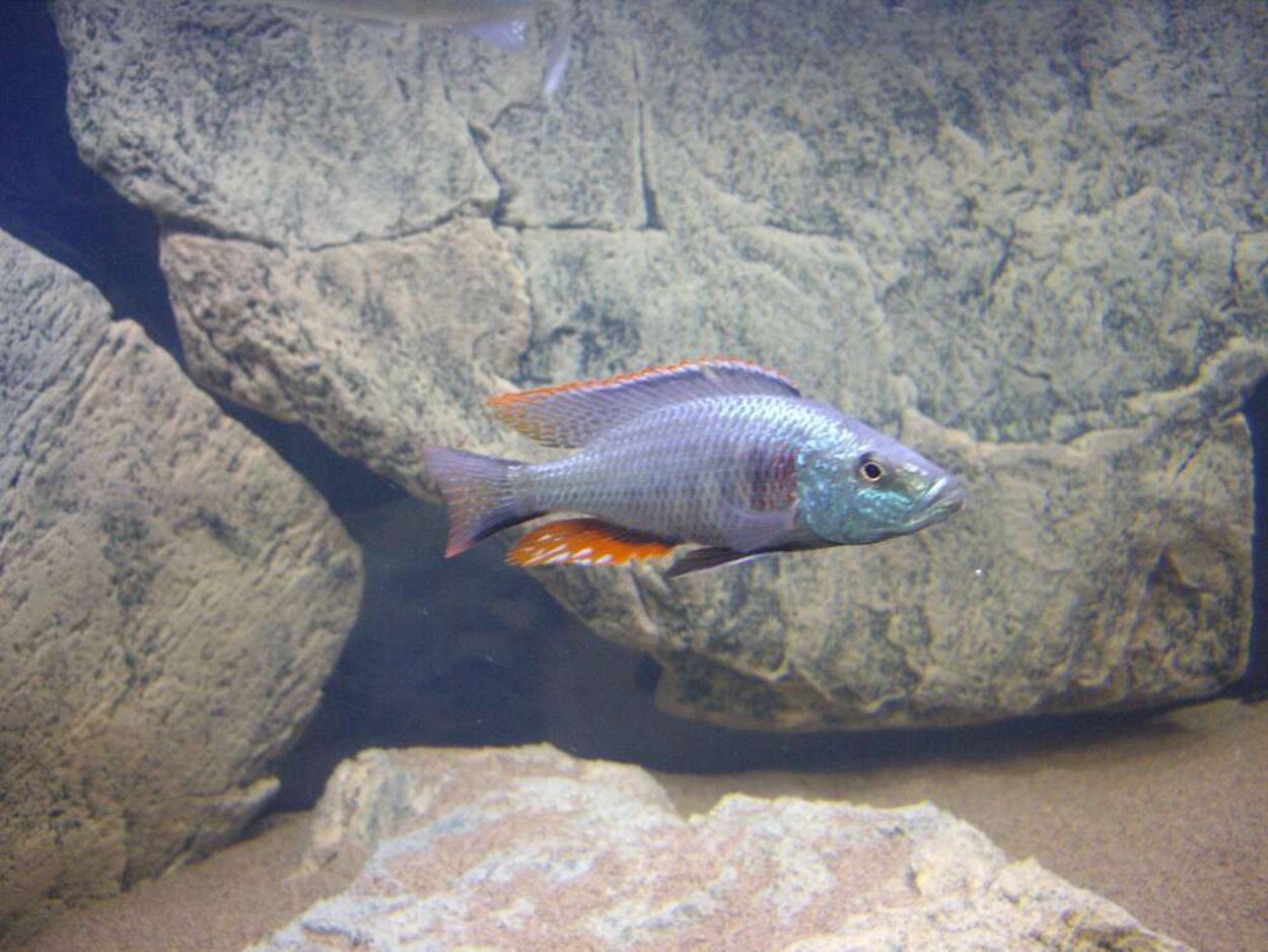 Dimidiochromis strigatus