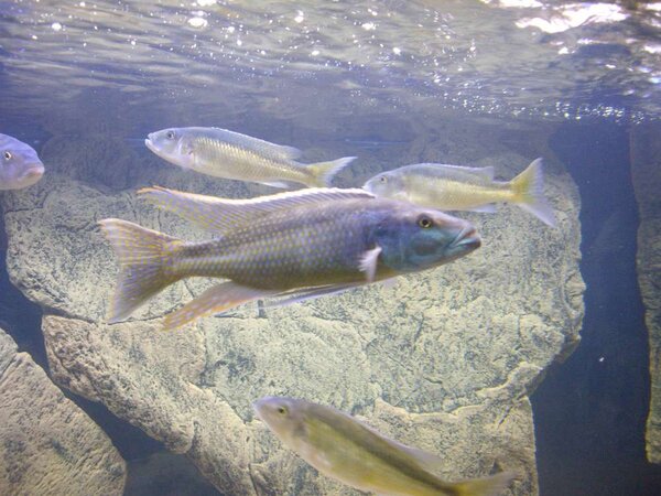 Champsochromis caeruleus