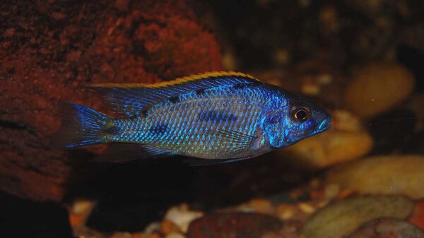 Haplochromis lombardoi?