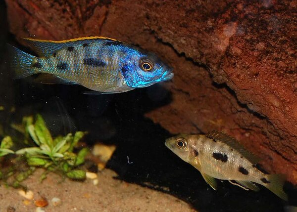 Haplochromis lombardoi ?