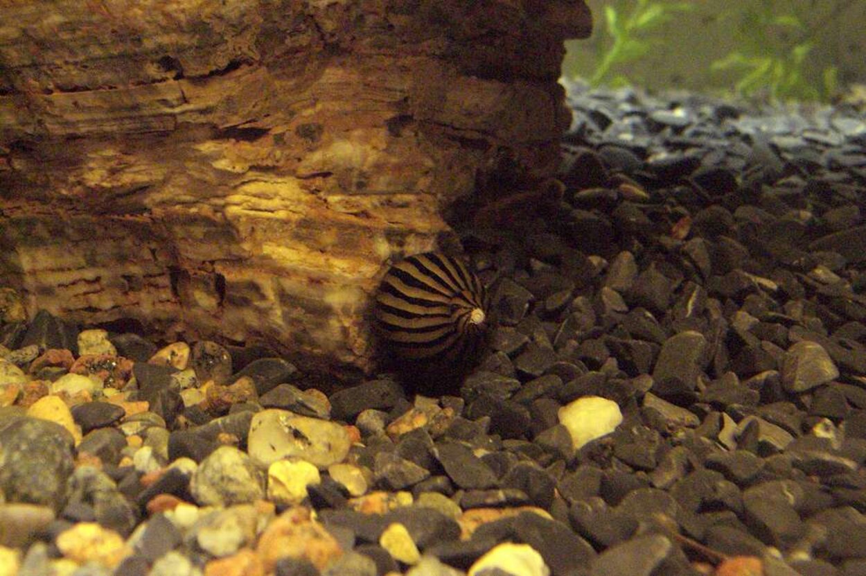 Neritina natalensis, zebra snigel