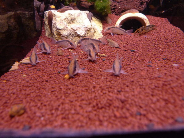 en armé med corydoras;)