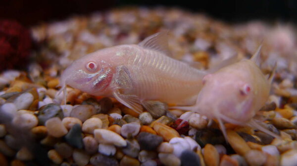 Albino