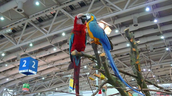 Och vackra tjatrande papegojor
