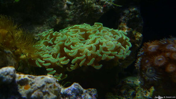 och häftig anemon/korall (vad är skillnaden?)