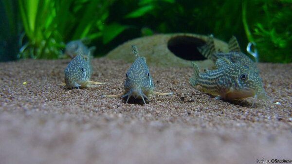 Corydoras Sterbai