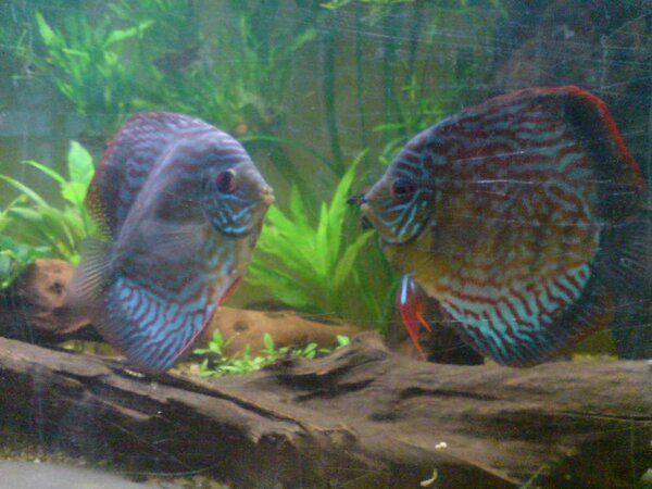 Discus